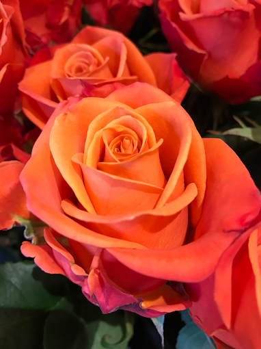 Orange Rose
