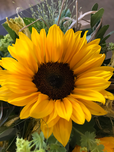 Sonnenblume Detailaufnahme